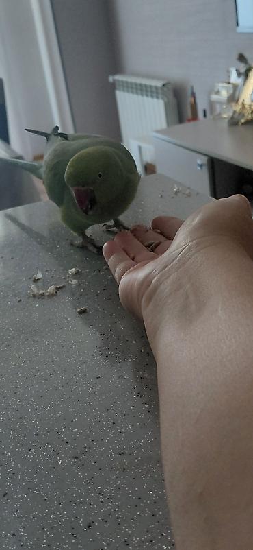 touz quşu: Yaşıl Halsband (Ringneck) tutuquşu – əl öyrəşdirilmiş, insanla — 2