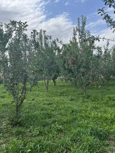 Продажа домов: Дом, 500 м², 6 комнат, Собственник, ПСО (под самоотделку) — 26