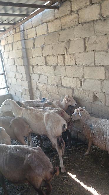 Qoyunlar, qoçlar: Qoyun – damazlıq/kəsimlik - Cins: ehtimalən yerli qaragül/ya da — 7