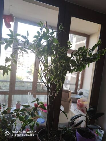 большие растения: Педилантус 4 летний большой ухоженный