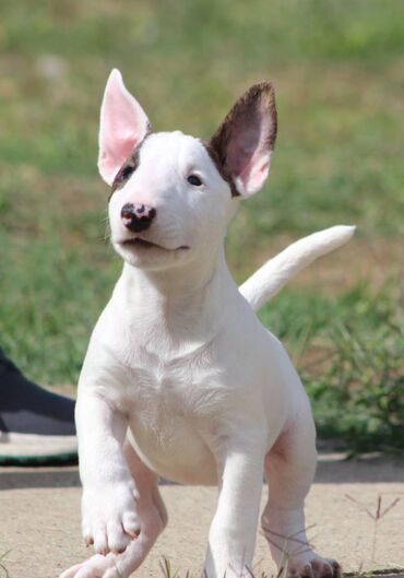 orsey haljina v: Na prodaju prelepi štenci mini bul terijera, stari 2 meseca. Štenci su