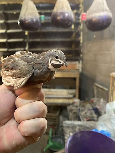 Другие с/х животные: Китайские расписные перепелки - Породы/окрасы: смешанные – тёмные — 32