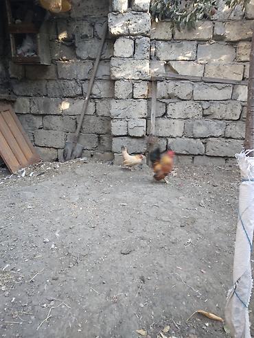 cins ineklerin satisi: Toyuq, Damazlıq — 6