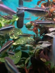 Аквариумы: Здравствуйте! 🌿 Вас приветствует магазин аквариумистики Green Aqua. У at lalafo.kg — 15 Аквариумы: Здравствуйте! 🌿 Вас приветствует магазин аквариумистики Green Aqua. У — 15