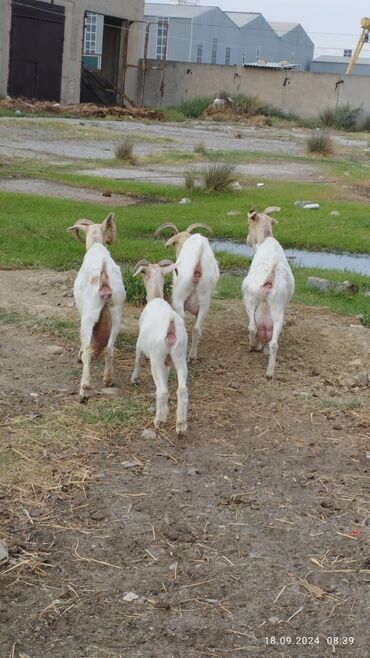 Keçi, çəpiş: Maral keçiler satışda