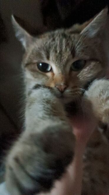 мышык фото: Пропала кошка по имени Анфиса не можем найти уже несколько дней ели