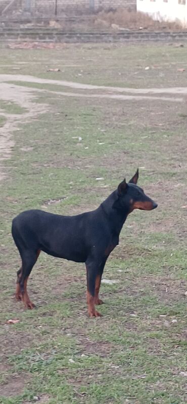 İtlər: Doberman, 10 ay, Dişi, Peyvəndli, Ödənişli çatdırılma — 1