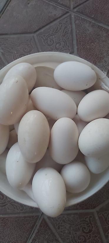 Qida məhsulları: Məhsul: Ağ yumurta (ev təsərrüfatından) Təsvir:qaz yumurtası. Linda — 1