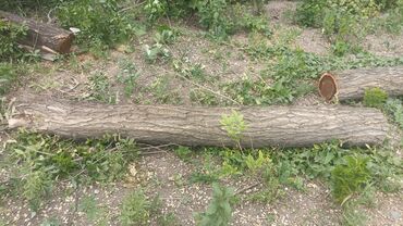 Дрова: Дрова Карагач, Самовывоз — 4