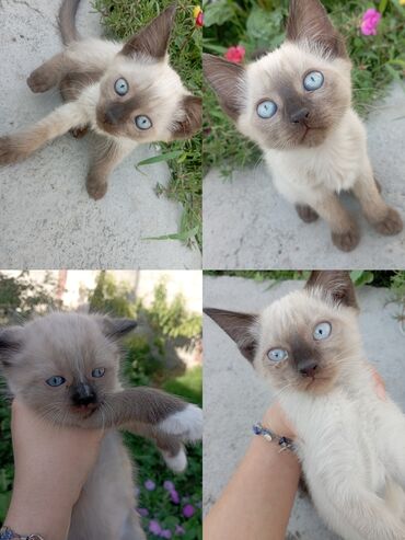 кошка с разными глазами: Кошка даром: Сиамская, Мальчик