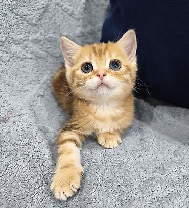 Продажа кошек: Предлагается к предварительному резерву шотландский котенок. Скоттиш — 8