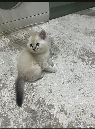 Pişiklər: Şinşilla — 5