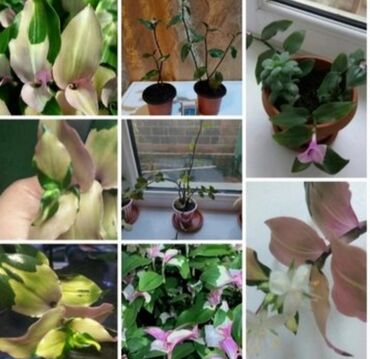 Другой декор и предметы интерьера: Распродажа Денежное дерево, толстянка, Поливать 1-2 раза в неделю — 22