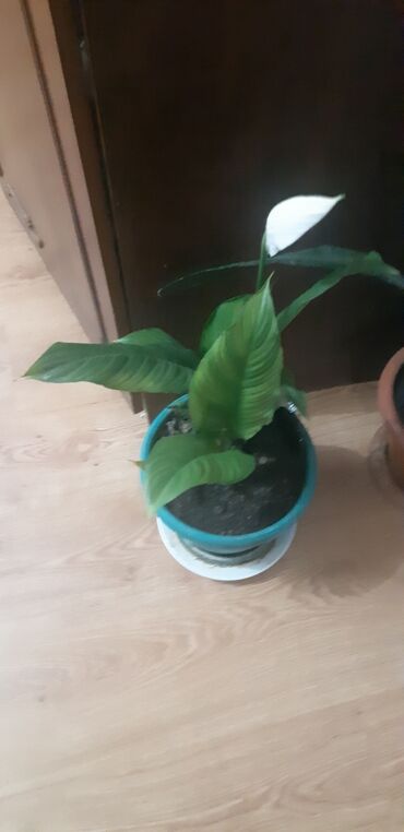 07 şəkilləri yuklə: Qadın xoşbəxtliyi gülükala böyük çiçək açır lalafo.az -da 07 şəkilləri yuklə: Qadın xoşbəxtliyi gülükala böyük çiçək açır