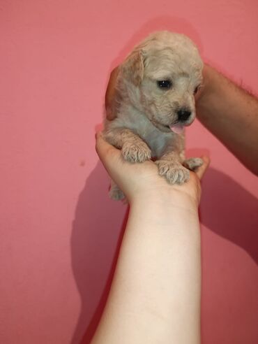 Digər kənd təsərrüfatı heyvanları: Pudel balaları satılır. iki həftəlikdililər. 1 ay yarımında götürə — 3