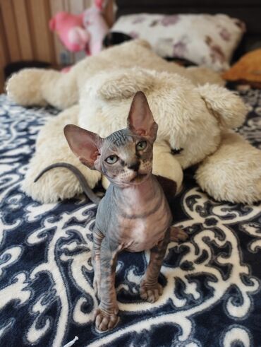 Pişiklər: Sfinks — 10