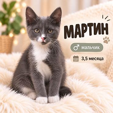 3 месяца, Мальчик, Приучена к лотку at lalafo.kg 3 месяца, Мальчик, Приучена к лотку