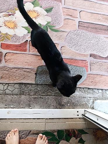 шерс: Кошка даром: Беспородная, Мальчик, Приучена к лотку — 3