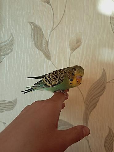 pidbul balası: Tam saglam el quşudu baladı öyredmek üçün tam rahatdır — 4