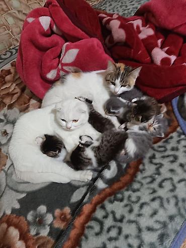 Продажа кошек: Котята вместе с мамами, 2 кошки молодые и 8 котят. - Помёт — 1