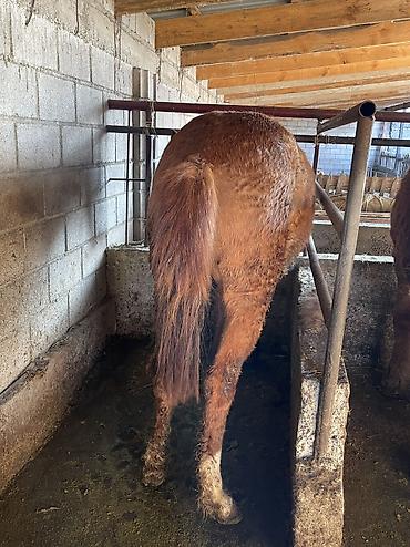 Лошади, кони: Продаю | Кобыла (самка) | Полукровка | Для разведения, На забой — 4