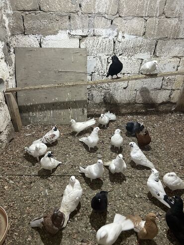 cins göyərçinlər: Hamisi tutulma iclerinde cut olanlarda var baki zig
