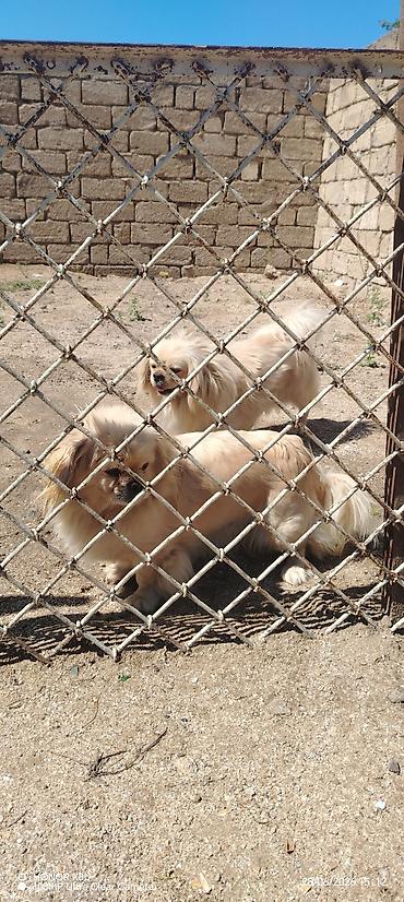 pulsuz it type 1: Pekines, 1 il, Erkək, Peyvəndli, Ünvandan götürmə, Ödənişli çatdırılma — 1