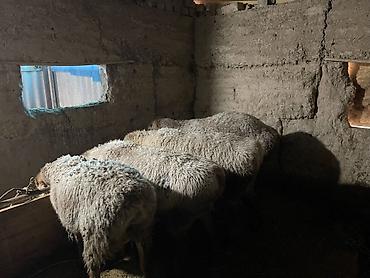 Баран, овца: Продаю | Овца (самка) | Для разведения | Матка — 1