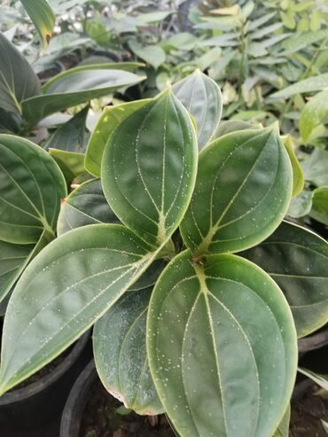 Otaq bitkiləri: Otaq bitkiləri – Fikus elastika kolleksiyası və digər dekorativ növlər — 33