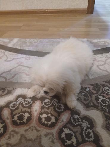 heyvanlarin sekilleri: Pekines — 3