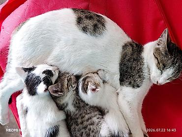 кошки сиамская: Котята от домашней кошки Описание: - Помёт из нескольких котят, рядом — 1
