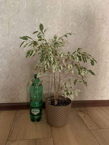 чучук цена бишкек: Фикус бенджамина. Продаю или меняю на плющ или циссус. 600 сом