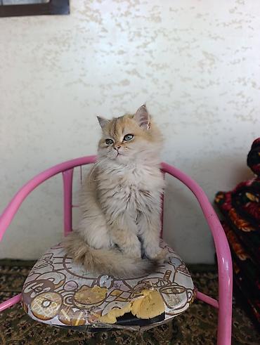 шотландская котята: Скотиш Страйт (Шотландская прямоухая), 4 месяца, Мальчик, Золотая шиншилла, Приучена к лотку, Проглистована — 9