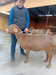 дом для кош: Продаю | Овца (самка) | Арашан | Для разведения | Котные