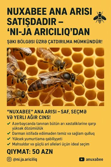 cuceye verilen adlar: Təmiz Nuxabee 100% yerli arı
qiyməti 50 manat istəyən burdan yazsın?