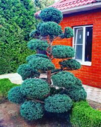 Toxumlar: Thuja toxumları, sərv, Arizona sərv, mavi thuja, qərb thuja və şərq — 1