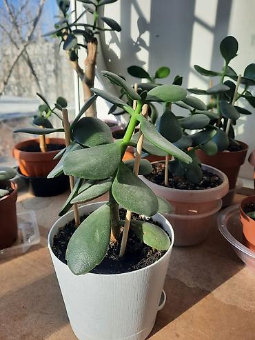 Денежное дерево: Денежное дерево приносит благополучие в дом, где растет, хорошо — 3