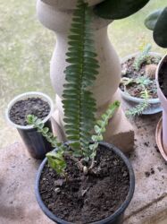 Xalçalar: Xalça -da lalafo.az — 46 Xalçalar: Xalça — 46