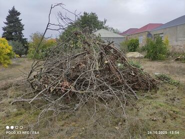piy eriden bitkiler: Quru agac budaqlari var.butov quru agacda var.odun kimi istifade etmek
