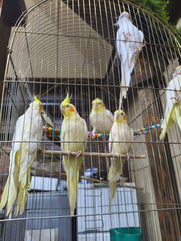 İtlər: Birdə neçə dənə korella quşu var. Onların rəngləri sarı, ağ və açıq