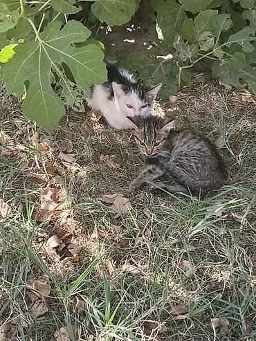 бенгалская кошка даром: Кошка даром: Беспородная, 2 месяца, Девочка — 1