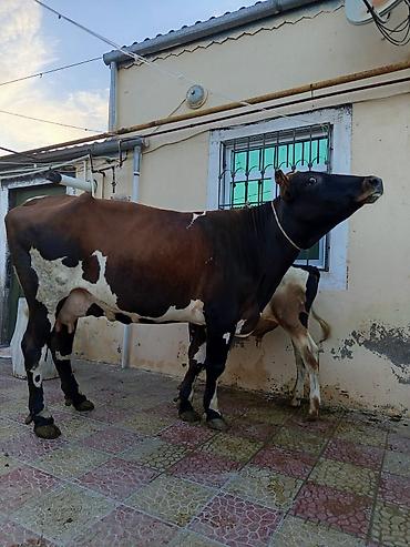 Inəklər, öküzlər: 2 ci qarna balali duye sudu 18 litr .mayin 14 du dogub balasi erkeydi — 2