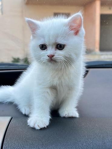 Pişiklər: Britan — 12