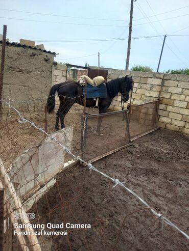 at heyvan: Erkək, il: 5, Ünvandan götürmə