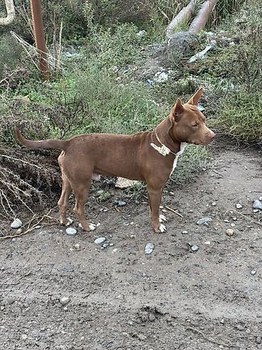 pisik etibarli əllərə: Pitbul, Erkək — 1