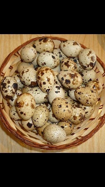 услуга инкубатора: Продаю яйцо инкубационное — 1