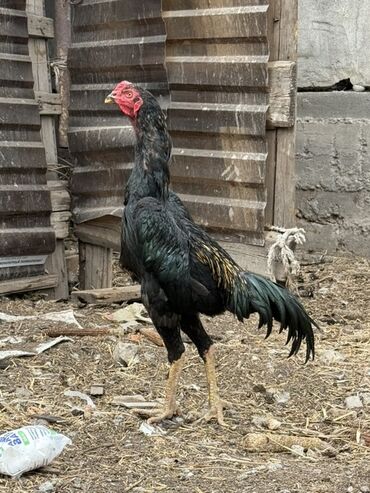 сколько стоит кролик домашний: Сатам | Короздор | Тебиштирүүчү | Көбөйтүү үчүн