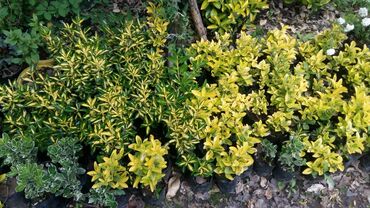 dekorativ otaq bitkiləri: Evonus hemse yaşil bitkileri sifarişler qebul olunur bakiya ve diğer