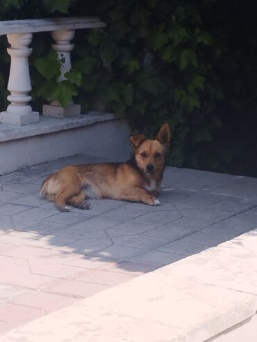 итлер: Zvonok, 8 ay, Dişi, Peyvəndli, Ödənişli çatdırılma