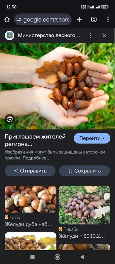 күзгү ош: Продаю спелые отборные жёлуди 3 полных белых мешка в городе Кант